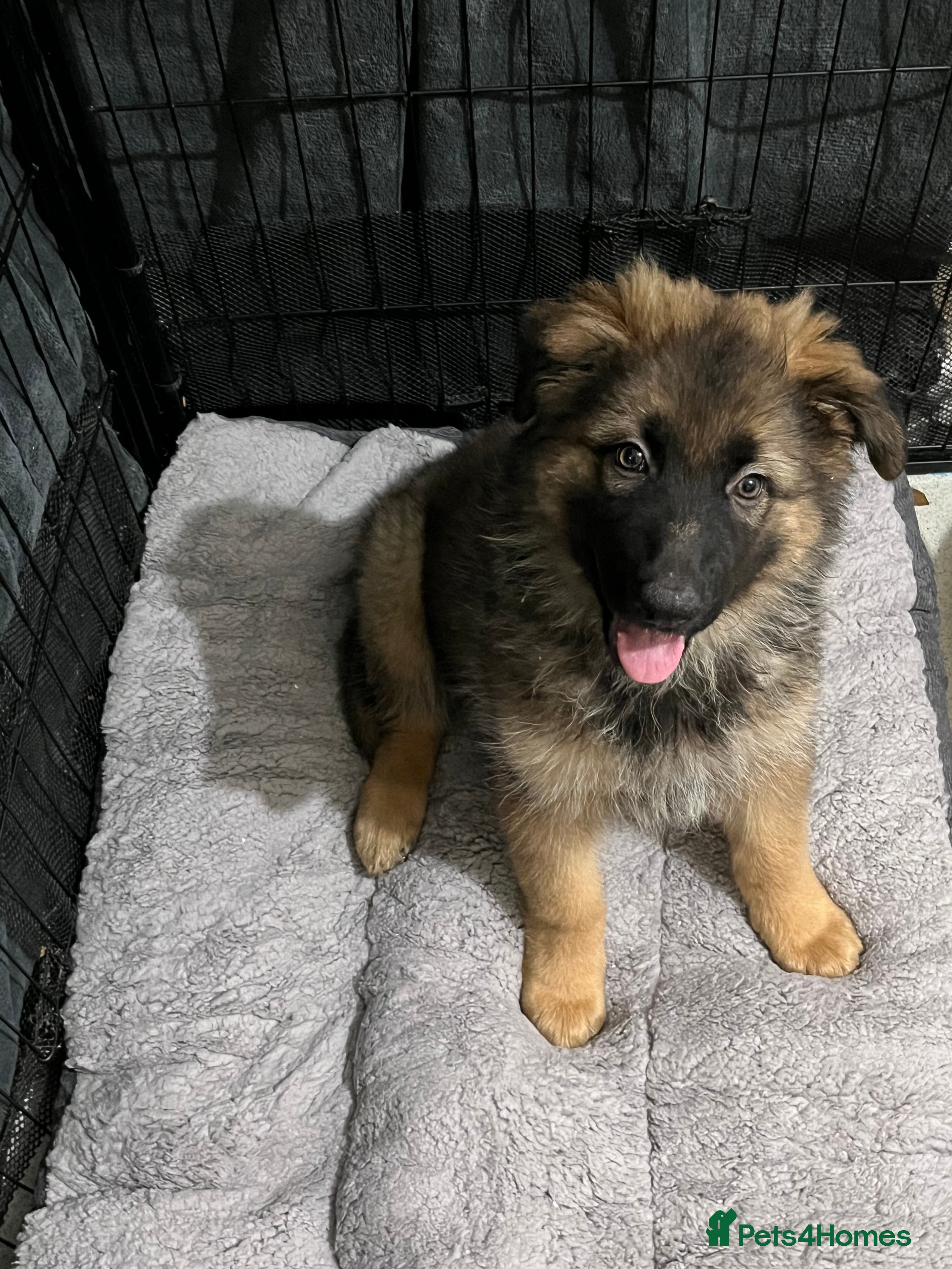 German Shepherd dogs LAST GIRL GSD READY TO GO - Advert 6