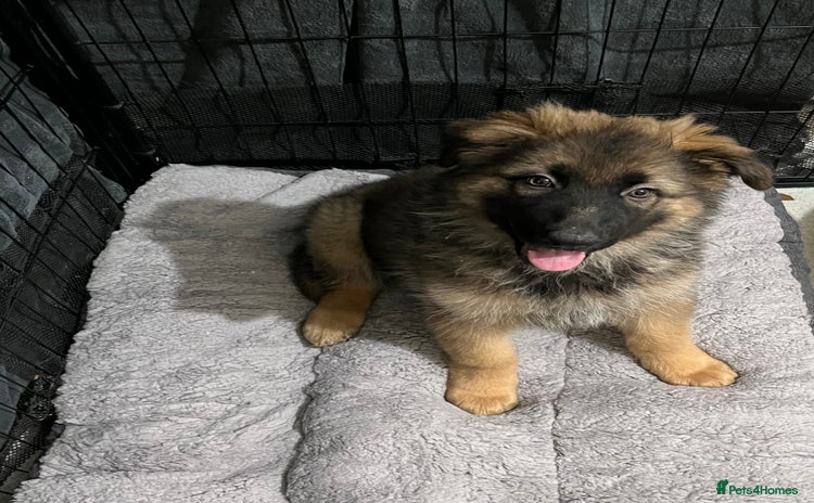 German Shepherd dogs GSD READY TO GO NOW - Advert 8