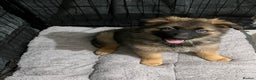 German Shepherd dogs for sale: LAST GIRL GSD READY TO GO - Advert 1
