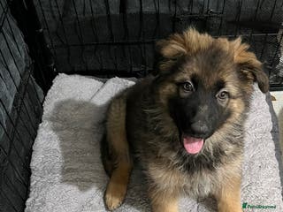 German Shepherd dogs LAST GIRL GSD READY TO GO - Advert 8