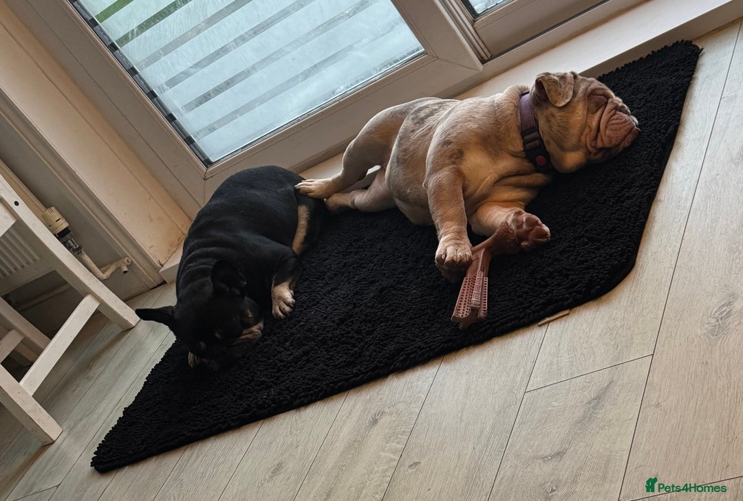 English Bulldog dogs for sale: Beautiful English Bulldog  - Advert 2