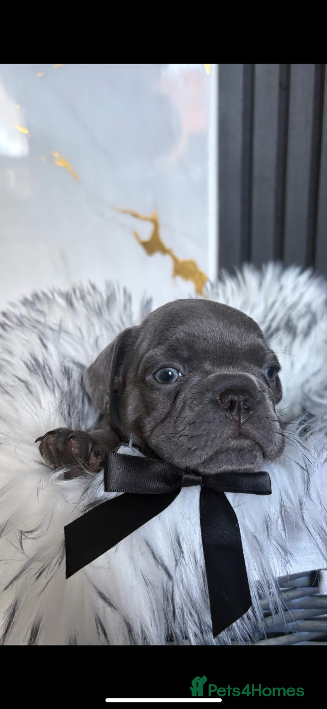 French Bulldog dogs for sale: 5 gorgeous fur babies 🩷 - Image 3
