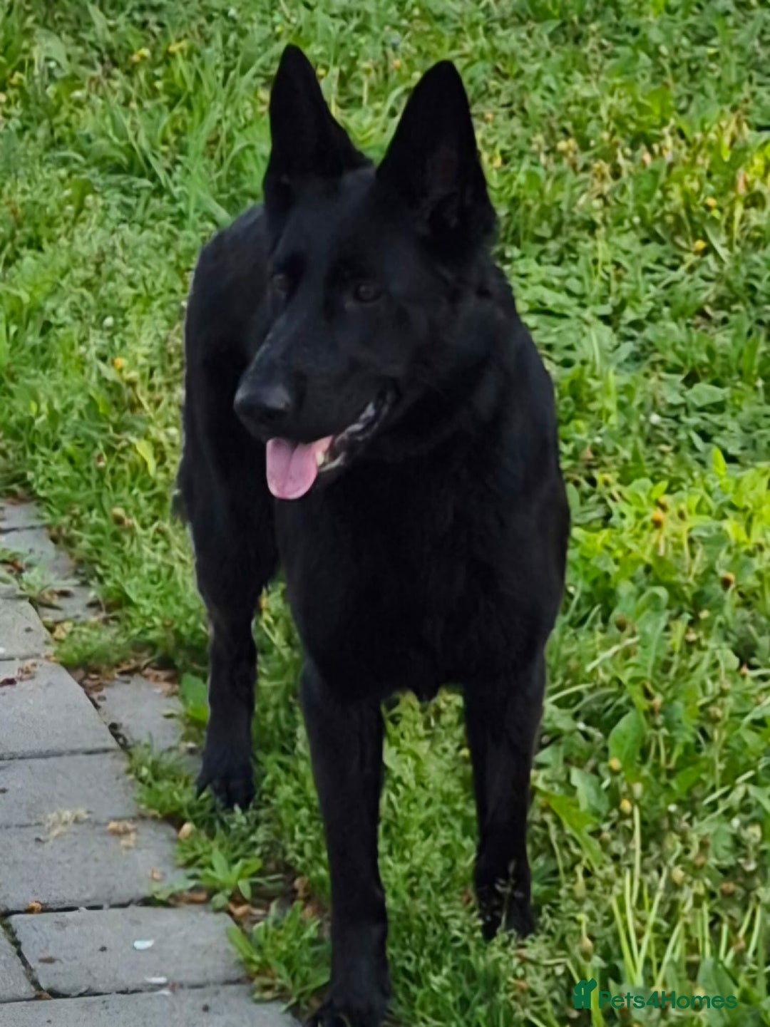 German Shepherd dogs for sale: German shephed - Advert 2