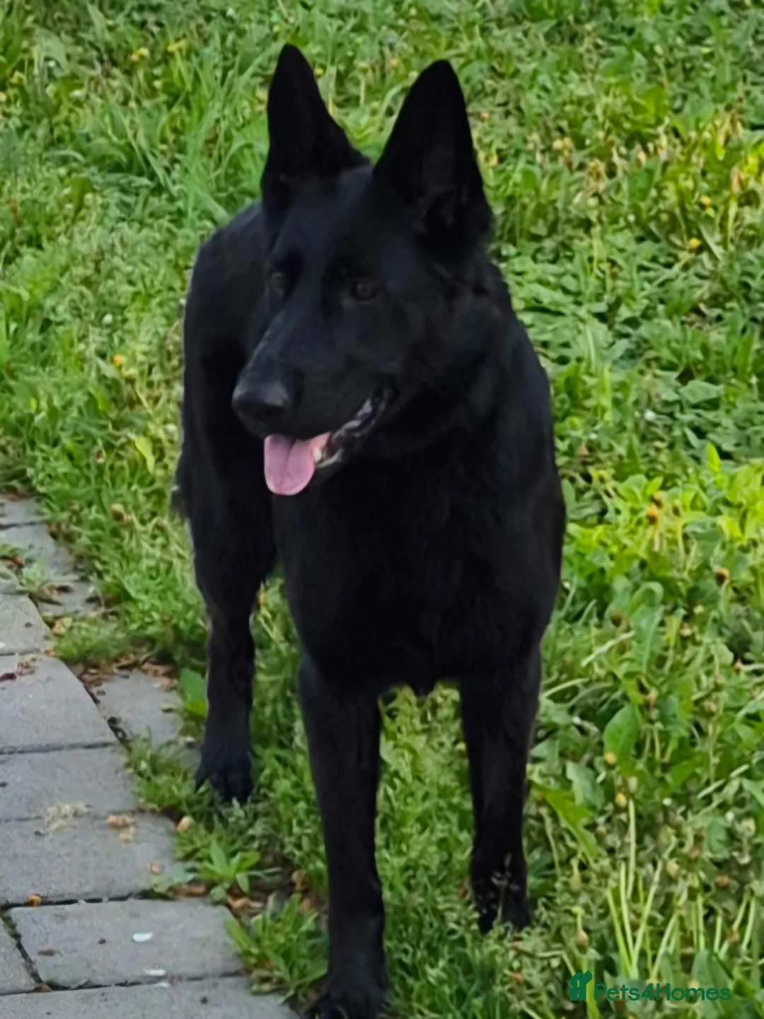 German Shepherd dogs for sale: German Sheperd  - Advert 2