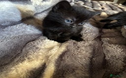 British Longhair cats for sale: 5 beautiful domestic long haired kittens - Image 5