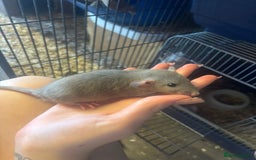Rat rodents for sale: Babies rats, rex, dumbos and fancy - Image 11