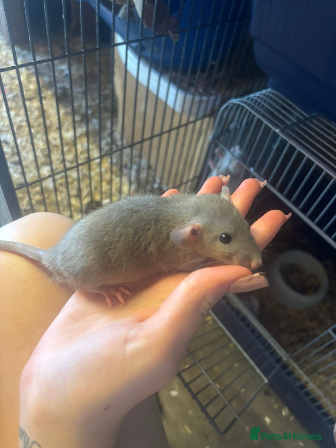 Rat rodents for sale: Babies rats, rex, dumbos and fancy - Image 11