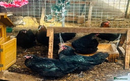Chickens poultry for sale: Point of Lay Chickens - AVAILABLE NOW - Image 2