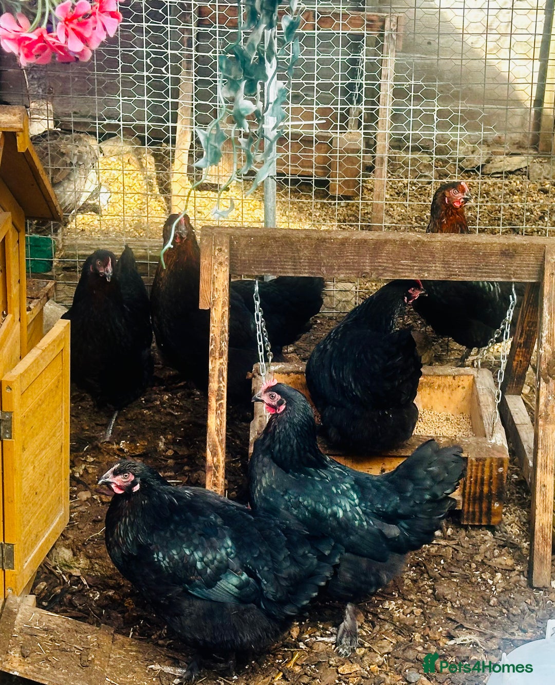 Chickens poultry for sale: Point of Lay Chickens - AVAILABLE NOW - Image 2