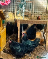 Chickens poultry - Advert 6