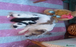 Jackapoo dogs for sale:  Ready on the 18th of December 3 jackapoo puppy’s - Advert 10