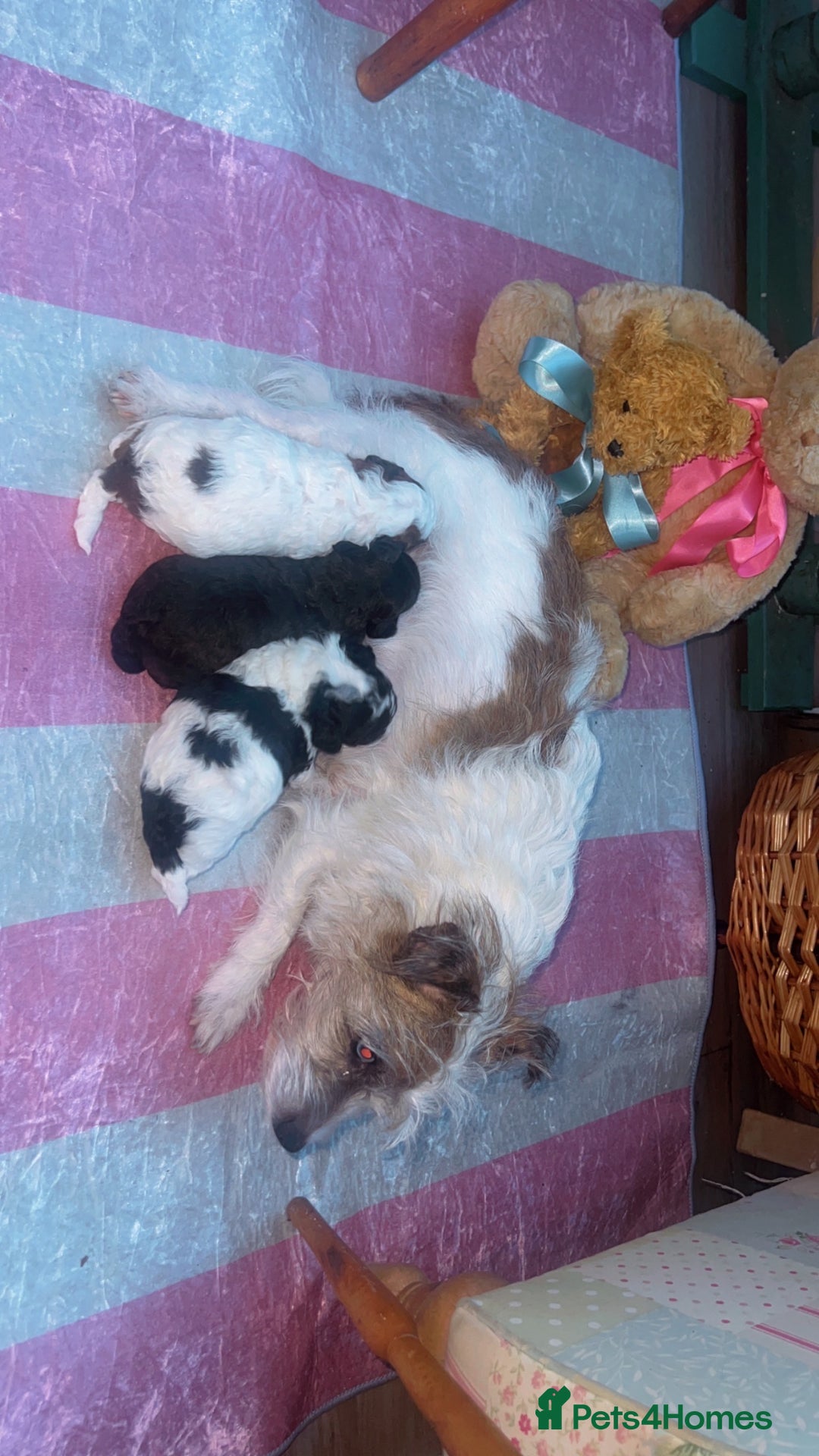 Jackapoo dogs for sale:  Ready on the 18th of December 3 jackapoo puppy’s - Advert 10