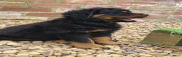 Rottweiler dogs for sale: Long Haired Fluffy Rottie Pups. Full Health Tested - Advert 18