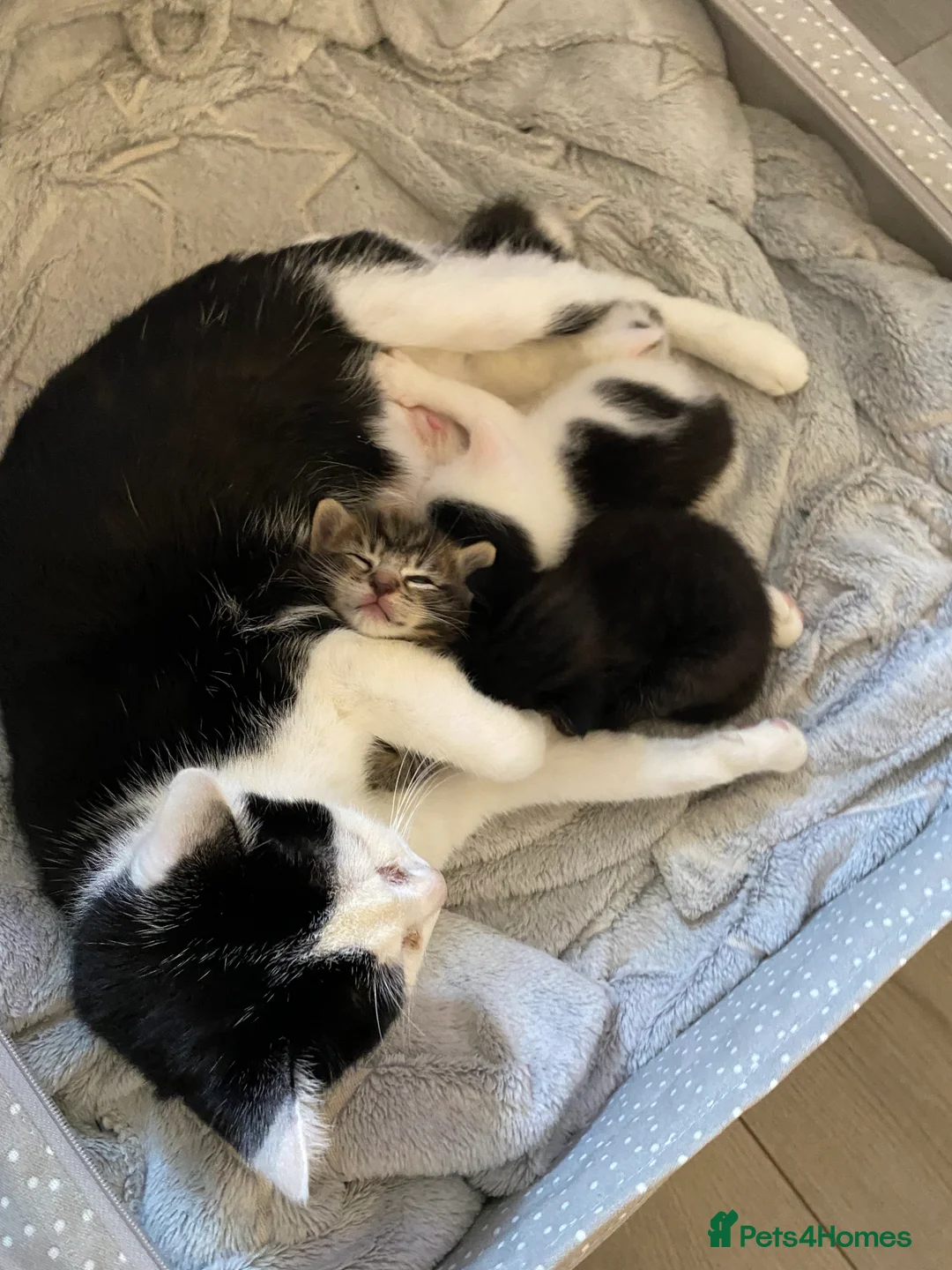 Mixed Breed cats for sale: 2 kittens out of a litter of 4 available  in Weston-super-Mare - Advert 11