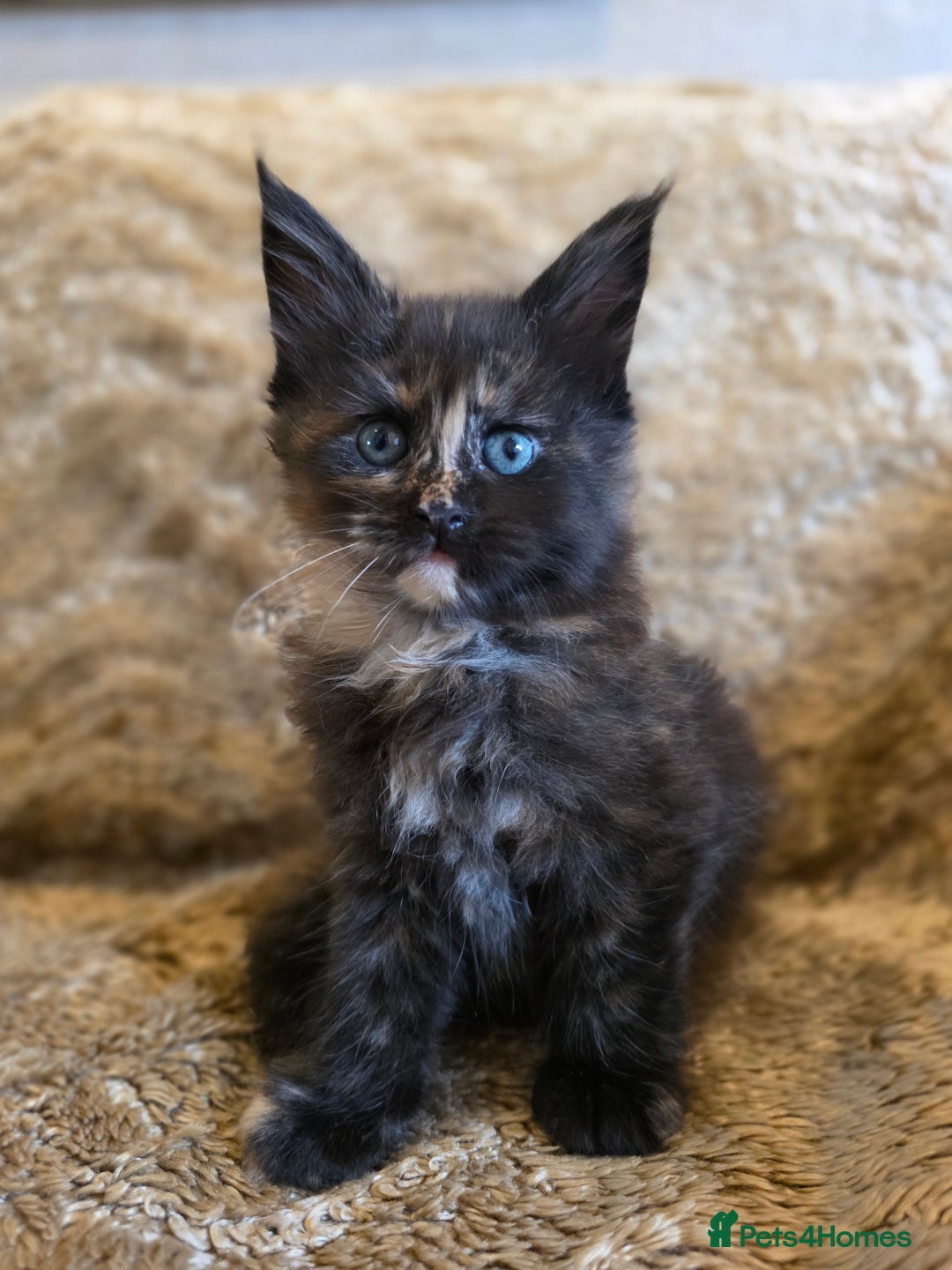 Maine Coon cats for sale: Stunning GCCF Registered Maine Coon kittens  - Image 10
