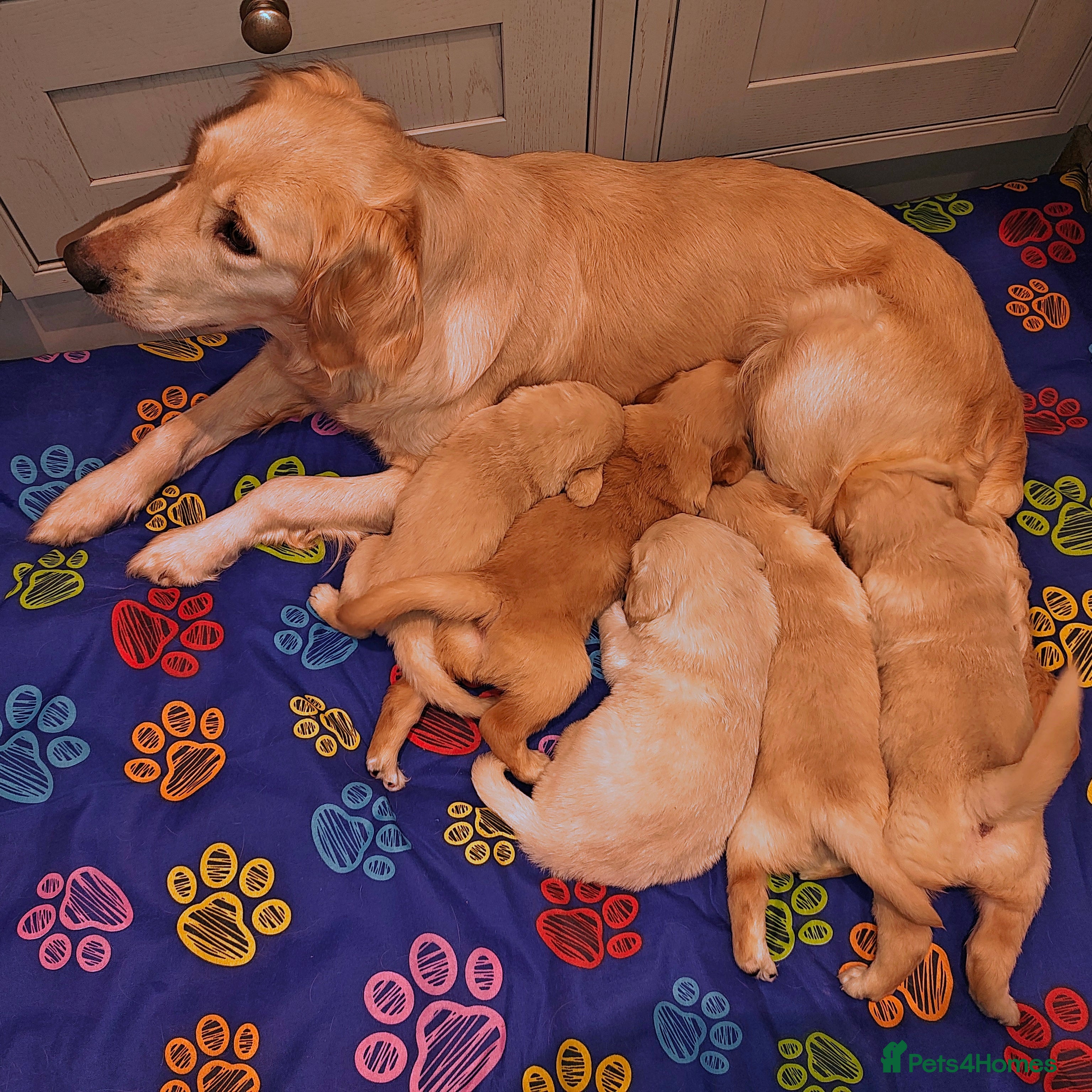 Golden Retriever dogs Amazing puppies  - Advert 1