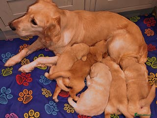 Golden Retriever dogs Amazing puppies - Advert 1