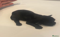 Miniature Schnauzer dogs for sale: Miniature schnauzer puppies kc reg  - Image 4