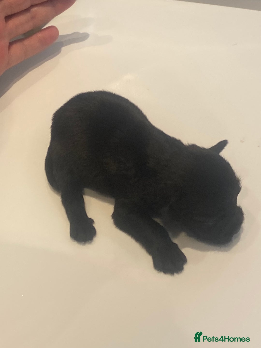 Miniature Schnauzer dogs for sale: Miniature schnauzer puppies kc reg  - Image 4