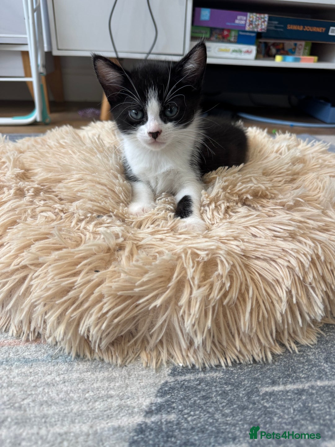 Mixed Breed cats for sale: 3 adorable female kittens  - Image 2