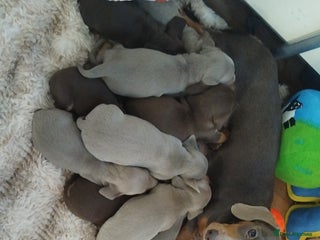 Dachshund dogs 11 mini datchounds - Advert 1