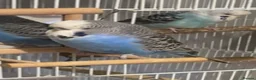 Budgerigars birds for sale: Two friendly budgies for sale, big cage included in Armagh - Advert 6