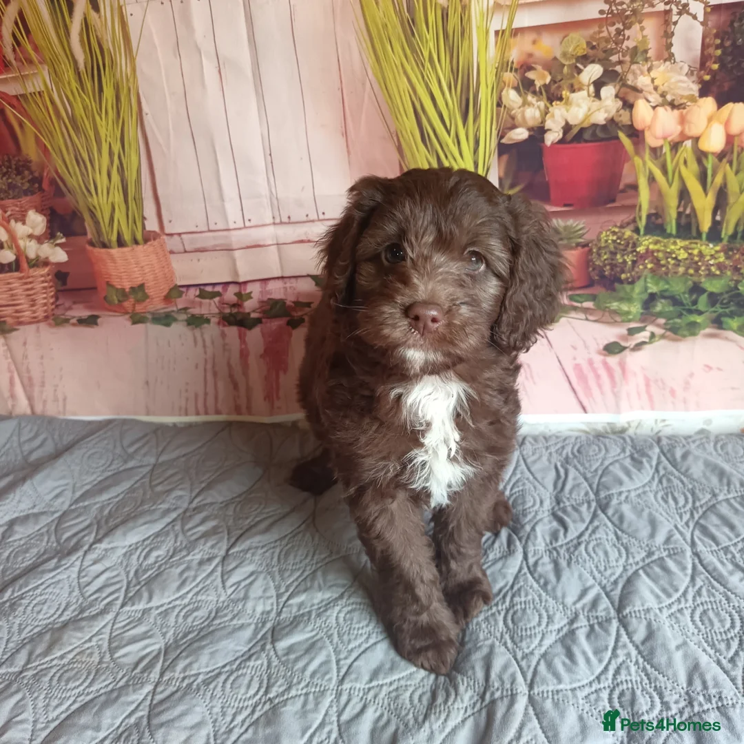 Australian Labradoodle dogs for sale: FULLY HEALTH TESTED CHOCOLATE BOX  **  BABIES🌈  in Boston - Advert 4
