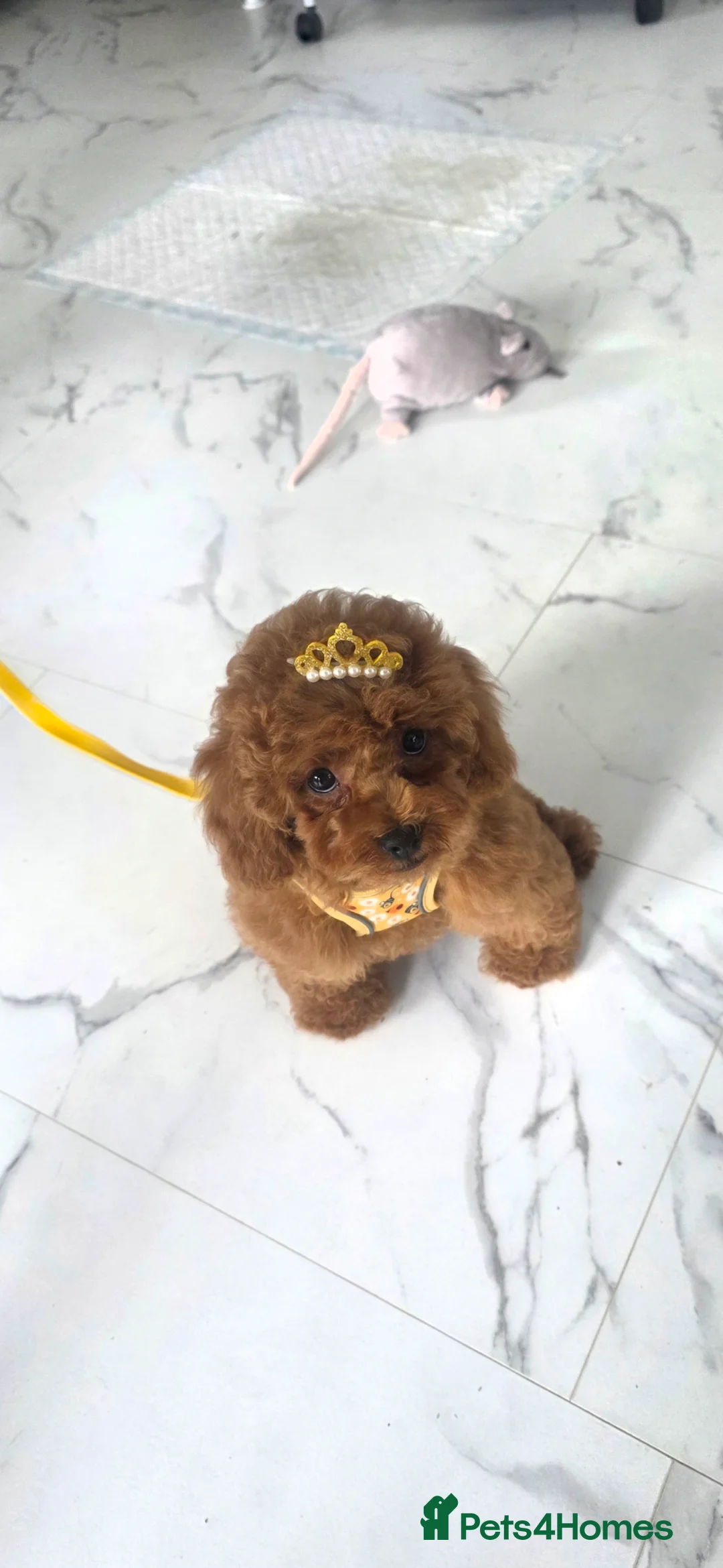 Toy Poodle dogs for sale: Asian Toy Poodle girl in Musselburgh - Advert 2