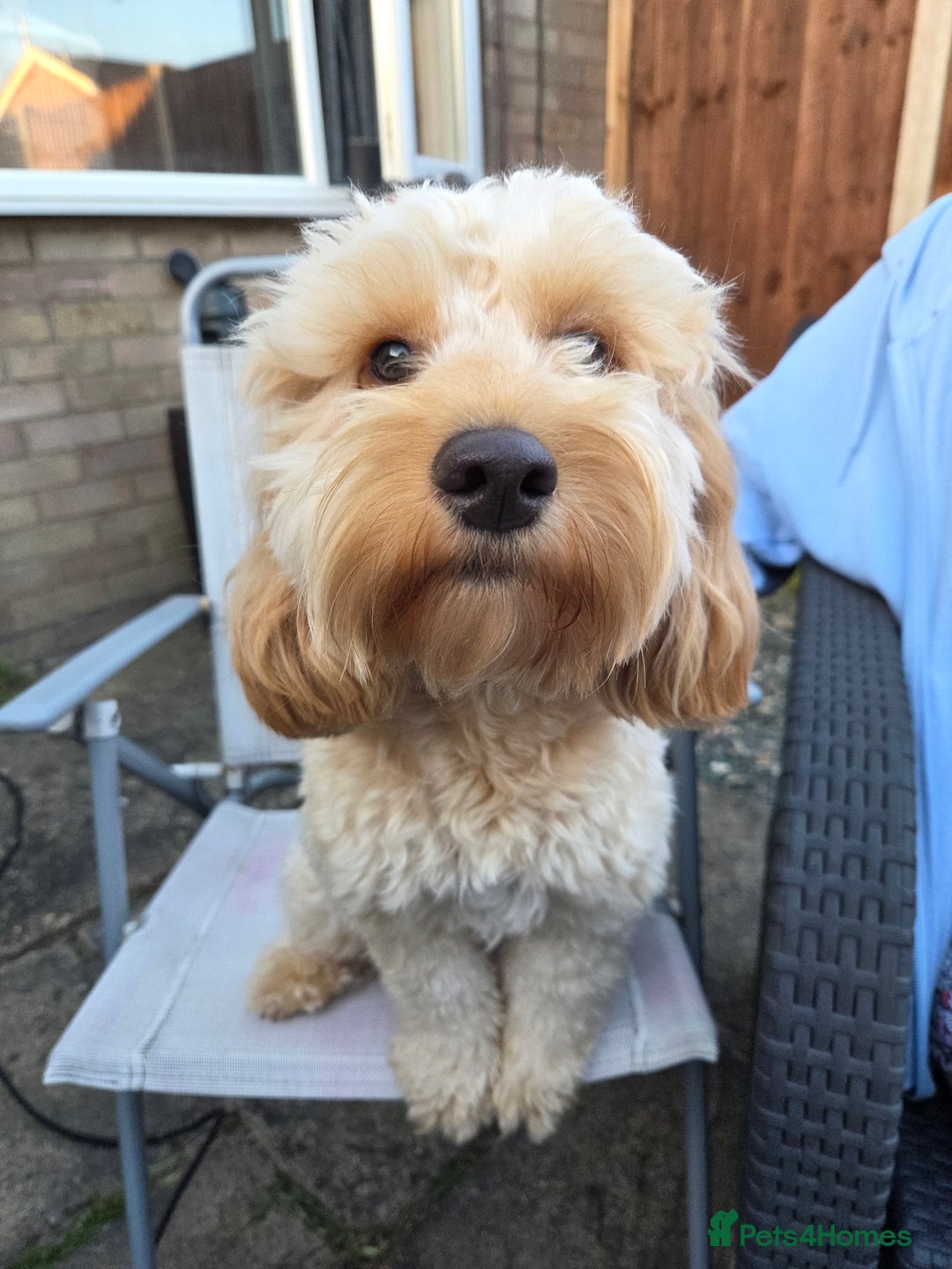 Cockapoo dogs for sale: 1 year old toy cockapoo - Advert 5