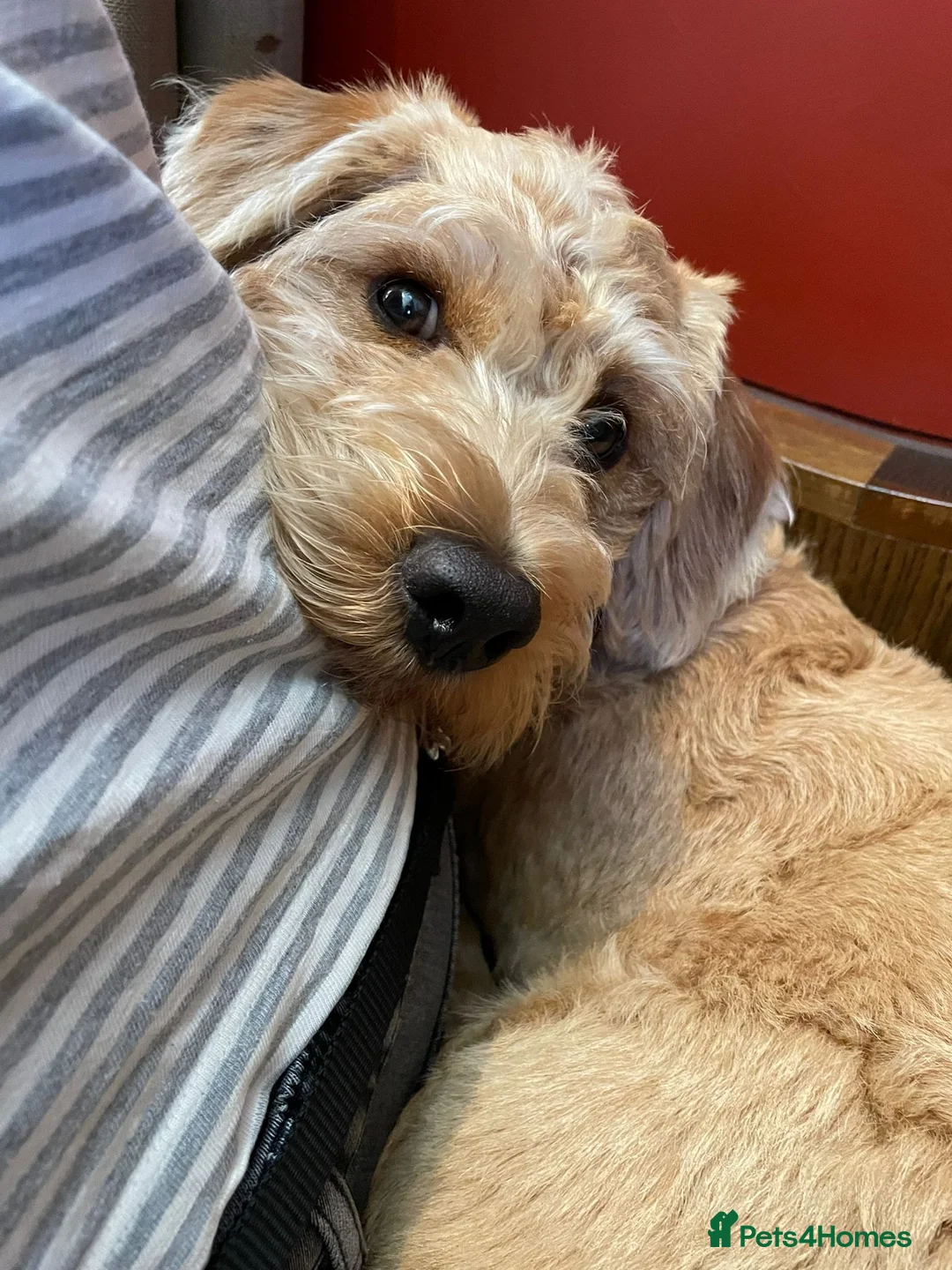 Gallery Image {{count}}