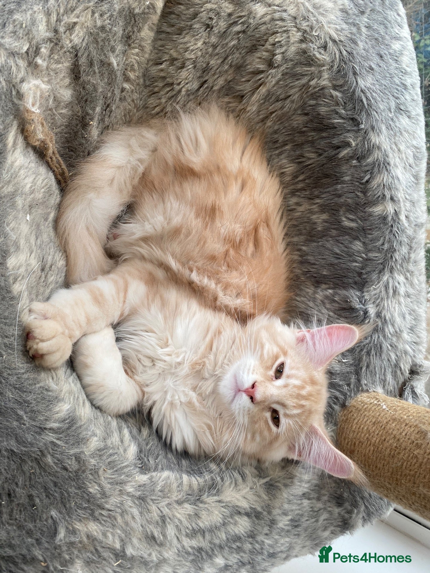 Maine Coon cats Beautiful Pedigree Main Coon Kittens Ready - Advert 2