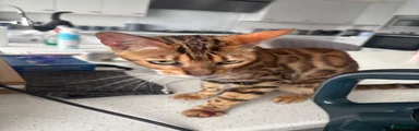 Bengal 1