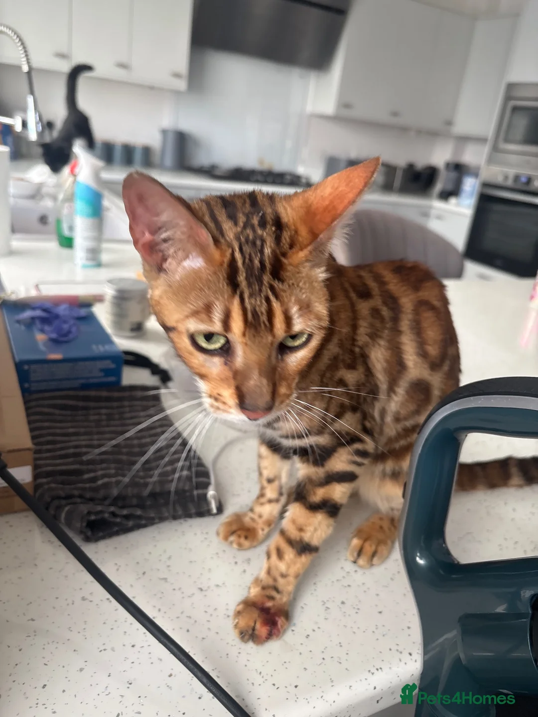Bengal cats for sale: Bengal for sale  - Advert 4