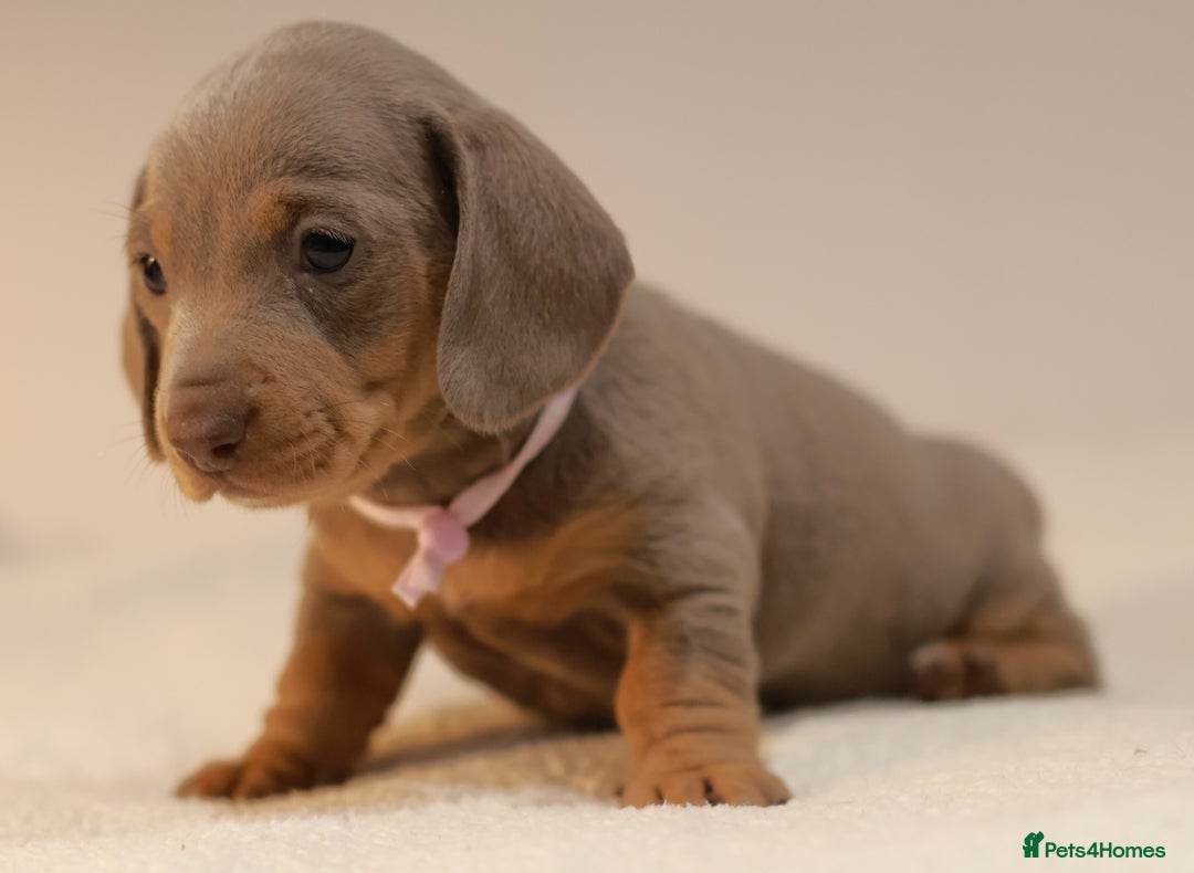 Miniature Dachshund dogs for sale: 5StarsLicensed+KC+PRAClear+VetChecked - Image 18