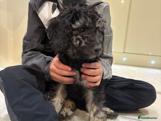 Miniature Poodle dogs 🐩🌈Miniature Merle poodle puppies 🌈🐶❤️ - Advert 6