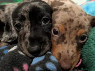 Miniature Dachshund dogs Gorgeous little sausages ready to leave in Coleford - Advert 3