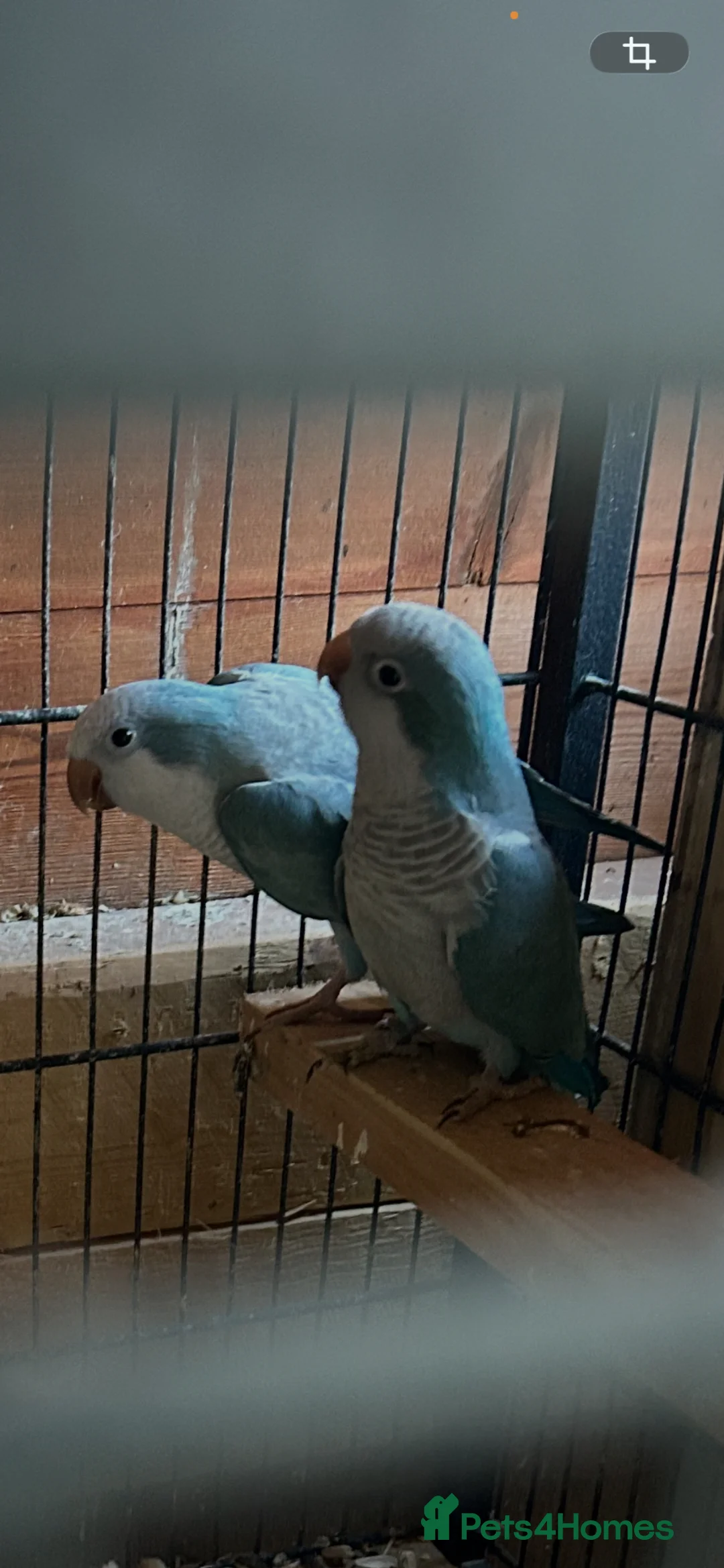 Parakeets birds for sale: Conure and Quaker parrot  - Advert 1