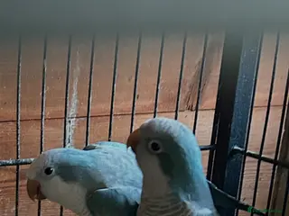 Parakeets birds Conure and Quaker parrot - Advert 1