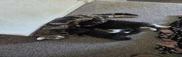 Mixed Breed cats for sale: 2 Gorgeous Kittens - Advert 10