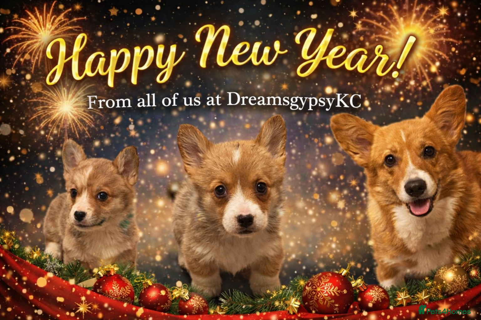 Welsh Corgi Pembroke dogs Welsh Pembroke Corgi Puppies - Girls Available - Advert 9