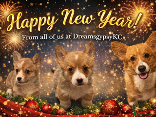 Welsh Corgi Pembroke dogs Welsh Pembroke Corgi Puppies - Girls Available - Advert 9