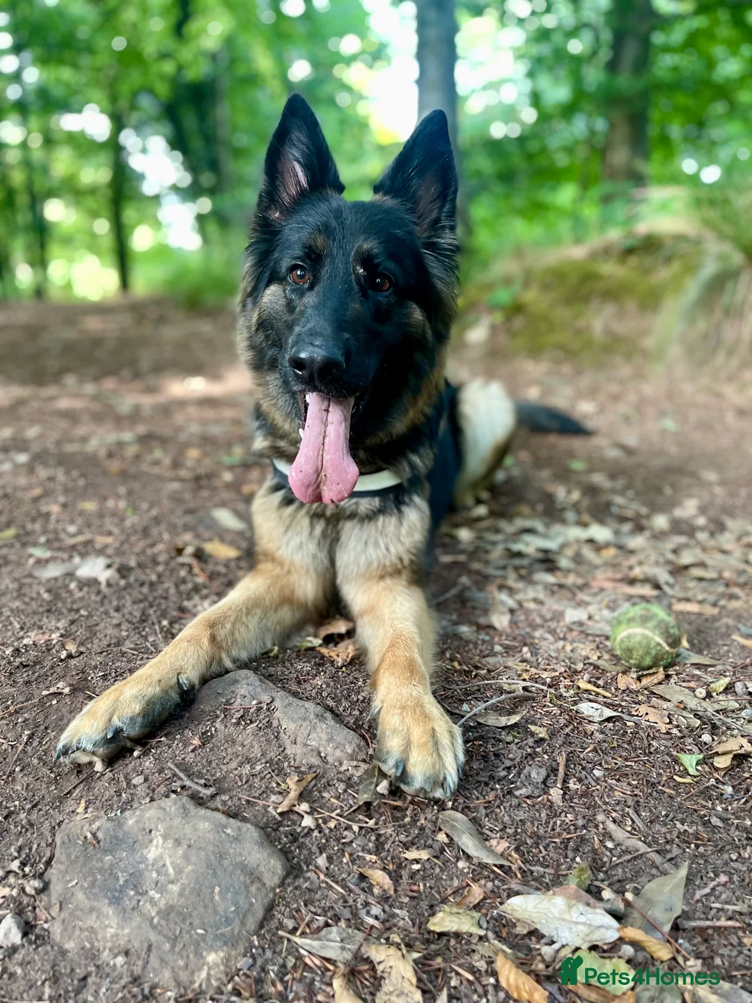 German Shepherd dogs for sale: Beautiful German Shepherd - Advert 7