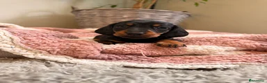Miniature Dachshund 2