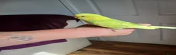 Budgerigars birds for sale: Baby budgies  in Glenrothes - Advert 2