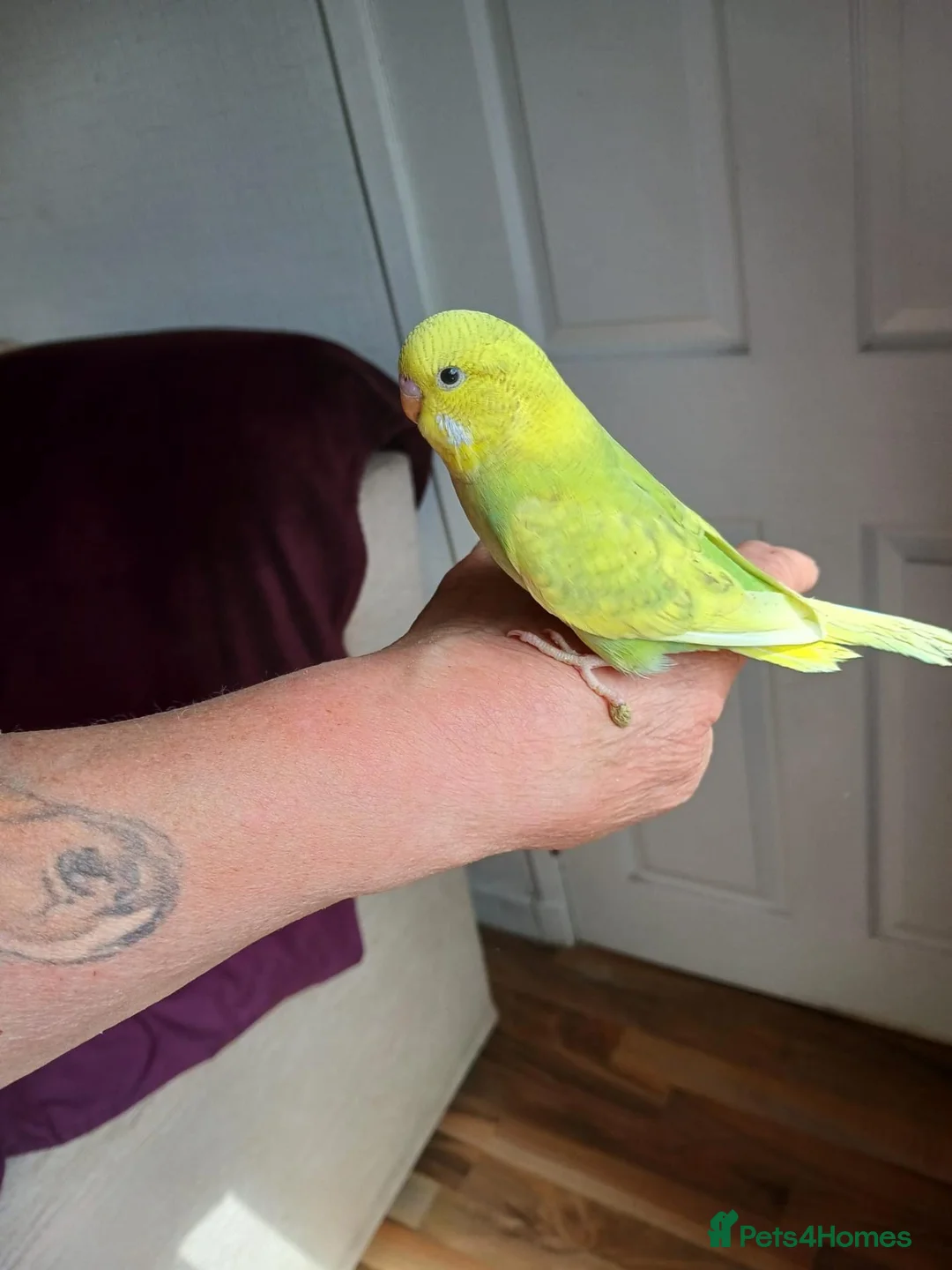 Budgerigars birds for sale: Baby budgies  in Glenrothes - Advert 2