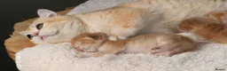 British Shorthair cats for sale: 3 Exceptional BSH Black Golden Chinchilla/Sunshine - Advert 2