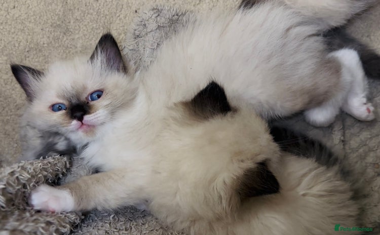Ragdoll cats - Advert 2