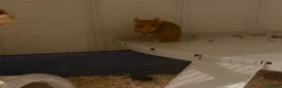 Hamster rodents for sale: Female Syrian hamster - Pumpkin in Telford - Advert 2
