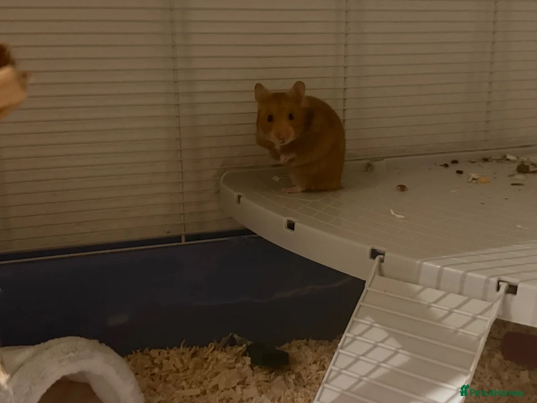 Hamster rodents for sale: Female Syrian hamster - Pumpkin in Telford - Advert 2