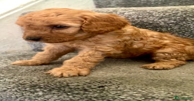 Miniature Poodle dogs - Advert 13